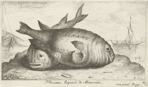 اثنين من خنازير البحر على الشاطئ Phocana ، Espèce de Marsoüin (العنوان على الكائن) الأسماك والمخلوقات البحرية الأخرى - السلسلة الثالثة للمياه المالحة (عنوان السلسلة) Poissons de Mer (عنوان السلسلة) بواسطة ألبرت فلمش