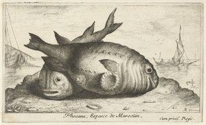 خنازير البحر على الشاطئ Phocana ، Espesce de Marsoüin ، (العنوان على الكائن) الأسماك والمخلوقات البحرية الأخرى - السلسلة الثالثة من المياه المالحة (عنوان السلسلة) Poissons de Mer (عنوان السلسلة)