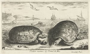 اثنين من السلاحف على الشاطئ مرسى testudo لا تورتو دي مير (العنوان على الكائن) الأسماك والمخلوقات البحرية الأخرى - السلسلة الثانية من المياه المالحة (عنوان السلسلة) Poissons de Mer (عنوان السلسلة) بواسطة ألبرت فلمش