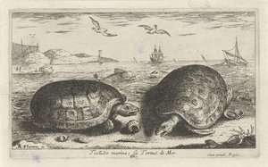 اثنين من السلاحف على الشاطئ مرسى testudo لا تورتو دي مير (العنوان على الكائن) الأسماك والمخلوقات البحرية الأخرى - السلسلة الثانية من المياه المالحة (عنوان السلسلة) Poissons de Mer (عنوان السلسلة) بواسطة ألبرت فلمش