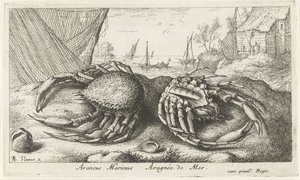 اثنين من سرطان البحر العنكبوت بالقرب من شبكة صيد Araneus Marinus Aragnée de Mer (العنوان على الكائن) الأسماك والمخلوقات البحرية الأخرى - السلسلة الثانية من المياه المالحة (عنوان السلسلة) Poissons de Mer (عنوان السلسلة) بواسطة ألبرت فلمش