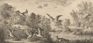 فانيلوس ، Vanneau The Lapwing: Livre d'Oyseaux Book of Birds ، 1655-1660. بواسطة ألبرت فلمش