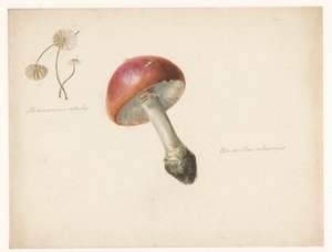ورقة دراسة مع الفطر ، Amanita Rubescens و Marasmius Rotula بواسطة ألبرت ستينبيرجين