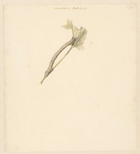 التقى Studieblad rups ، Amphidasis Betularia بواسطة ألبرت ستينبيرجين