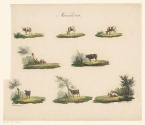 أبقار في المناظر الطبيعية Macédoine (العنوان على الكائن) بواسطة ألبرتوس فيرهوزن