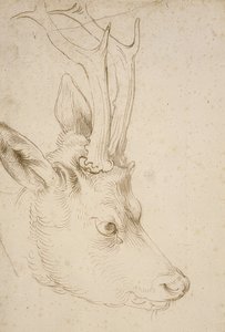 رأس Roebuck. حوالي 1503 بواسطة ألبريشت دورر