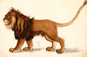 دراسة أسد