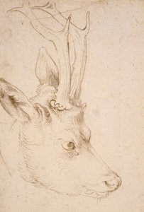 Tete de chevreuil male - Dessin de Albrecht Durer (1471-1528)، vers 1503 - Head of a Roebuck - Pen and Brush ، الحبر الرمادي والبني على الورق بواسطة Albrecht Durer (1471-1528) ، ca1503 - 22،8x15،3 cm - متحف نيلسون أتكينز للفنون ، كانساس سيتي ، ميسوري بواسطة ألبريشت دورر