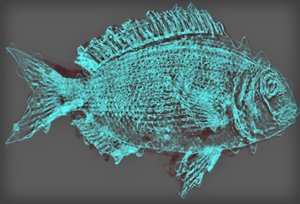 fish II، 2020 (وسائط مختلطة) بواسطة أليكس كامينكر