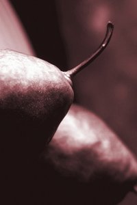 الكمثرى 2019 (تصوير) بواسطة أليكس كامينكر