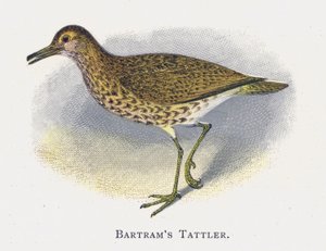 Batrams Tattler بواسطة ألكسندر فرانسيس ليدون