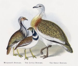 Macqueens Bustard ، The Little Bustard ، The Great Bustard بواسطة ألكسندر فرانسيس ليدون