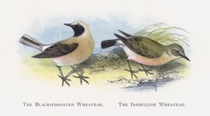 Wheatear الأسود الحنجرة ، Wheatear Isabelline بواسطة ألكسندر فرانسيس ليدون