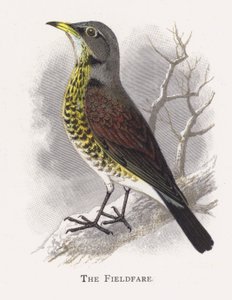 The Fieldfare بواسطة ألكسندر فرانسيس ليدون