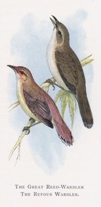 The Great Reed-Warbler ، The Rufous Warbler بواسطة ألكسندر فرانسيس ليدون