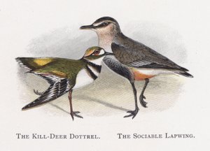 The Kill-Deer Dottrel ، لابوينج الاجتماعي بواسطة ألكسندر فرانسيس ليدون
