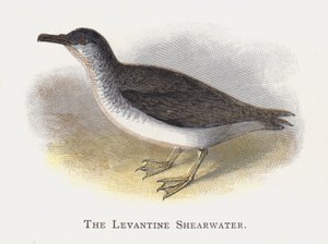 The Shevantwater Shearwater بواسطة ألكسندر فرانسيس ليدون