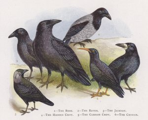 The Rook ، The Raven ، The Jackdaw ، The Hooded Crow ، The Carrion Crow ، The Chough