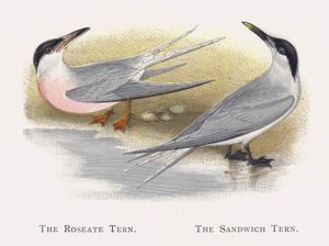 The Roseate Tern ، ذا ساندويتش تيرن بواسطة ألكسندر فرانسيس ليدون