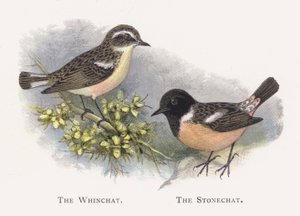 The Whinchat ، The Stonechat بواسطة ألكسندر فرانسيس ليدون
