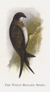 The White-Bellied Swift بواسطة ألكسندر فرانسيس ليدون