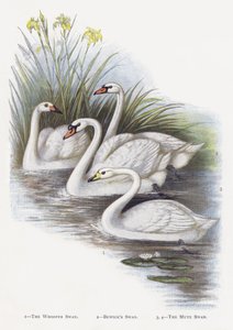 The Whooper Swan و Bewicks Swan و The Mute Swan بواسطة ألكسندر فرانسيس ليدون