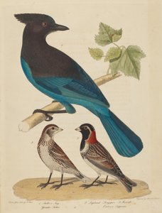 Stellar's Jay و Lapland Longspur و Female. بواسطة الكسندر لوسون