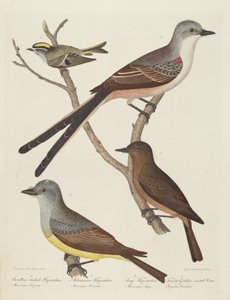صائد الذباب ذو الذيل المبتلع ، صائد الذباب في أركنساس ، صائد الذباب ساي ، والأنثى ... Wren. بواسطة الكسندر لوسون