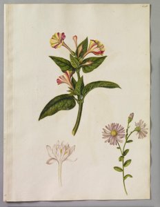 ألكسندر مارشال (RCIN 924415)
