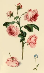 'Rosa Provincialis and Forget-Me-Not' ، 1680 ، 1946.