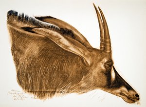 Antelope Hippotrague (Am Dafok) ، من رسومات ولوحات أفريقية ، تم تنفيذه خلال رحلة Citroen Centre Africa ، المهمة الثانية Haardt Audouin-Dubreuil ، حانة. باريس ، 1927 بواسطة ألكسندر ياكوفليف