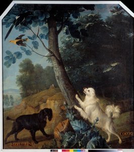 Merluzine و Cocoq ، كلاب لويس الرابع عشر (1638-1715). لوحة فرانسوا ديسبورتس (1661-1743) بواسطة الكسندر فرانسوا ديسبورتس