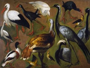 Study of birds, by Alexandre-Francois Desportes (1661-1743), France بواسطة الكسندر فرانسوا ديسبورتس