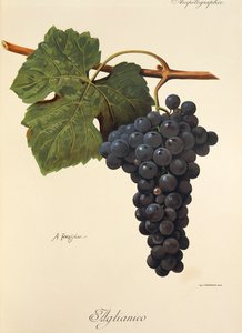 عنب Aglianico بواسطة A. Kreyder بواسطة الكسيس كريدر