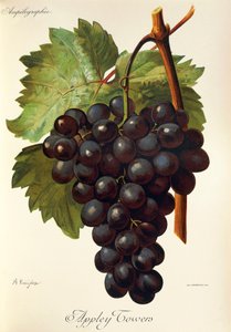 أبلي تاورز عنب. رسم توضيحي لـ A. Kreyder. ، Pessione ، من Traite General de Viticulture. أمبيلوجرافي بواسطة الكسيس كريدر