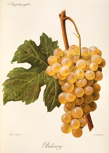 عنب Balavry بواسطة A. Kreyder بواسطة الكسيس كريدر