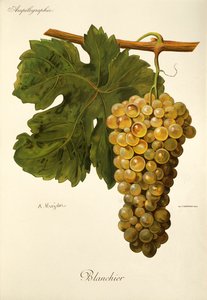 بلانشير العنب من قبل A. Kreyder