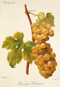 عنب Chasselas Duhamel بواسطة A. Kreyder بواسطة الكسيس كريدر