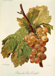 عنب Chasselas Gros Coulard بواسطة A. Kreyder بواسطة الكسيس كريدر