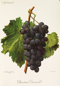 المخرج Tisserand عنب بواسطة A. Kreyder