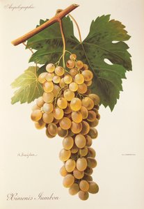 عنب هيمينز جامبون بواسطة A. Kreyder