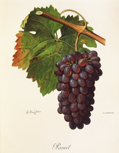 عنب باميت بواسطة A. Kreyder