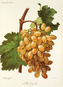 عنب Schiradzouli بواسطة A. Kreyder