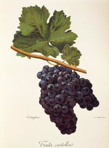 حبر العنب Castellao بواسطة A. Kreyder بواسطة الكسيس كريدر