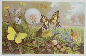 الفراشات ، رسم توضيحي من كتاب التاريخ الطبيعي المجري ، c.1900