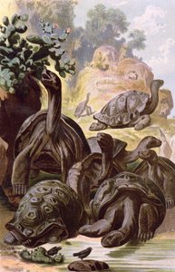 السلاحف العملاقة من جزر غالاباغوس ، من كتاب التاريخ الطبيعي ، 1887