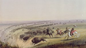 جاموس الصيد ، 1837