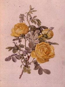 روزا جينوس ، رقم 10 ، 755 ، حوالي عام 1910 بواسطة ألفريد بارسونز