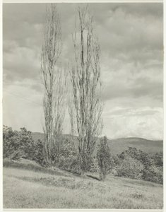 بوبلارز - بحيرة جورج ، 1935. بواسطة ألفريد ستيجليتز