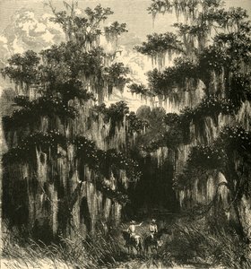 ماغنوليا سوامب 1872.